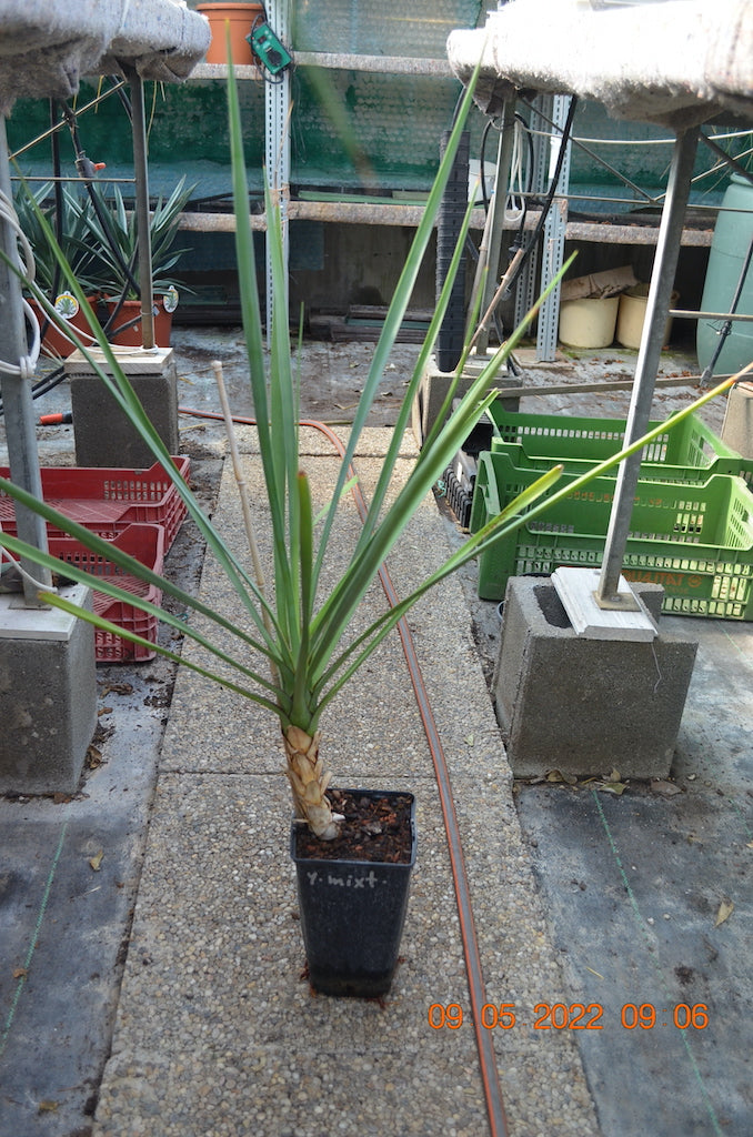 Yucca mixtecana 80-100 cm / Stamm 10-25 cm