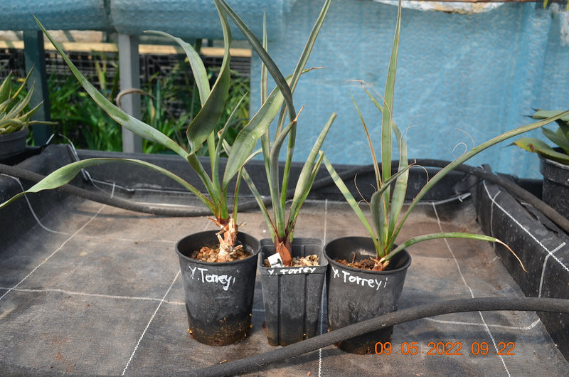 Yucca torreyi / 50-60 cm