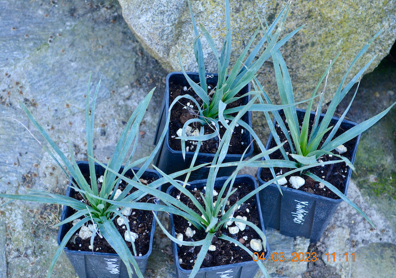 Yucca whipplei / 30-40 cm