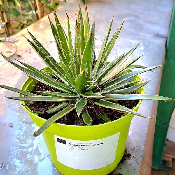 blue agave nectar Blue Agave Nectar main image 0