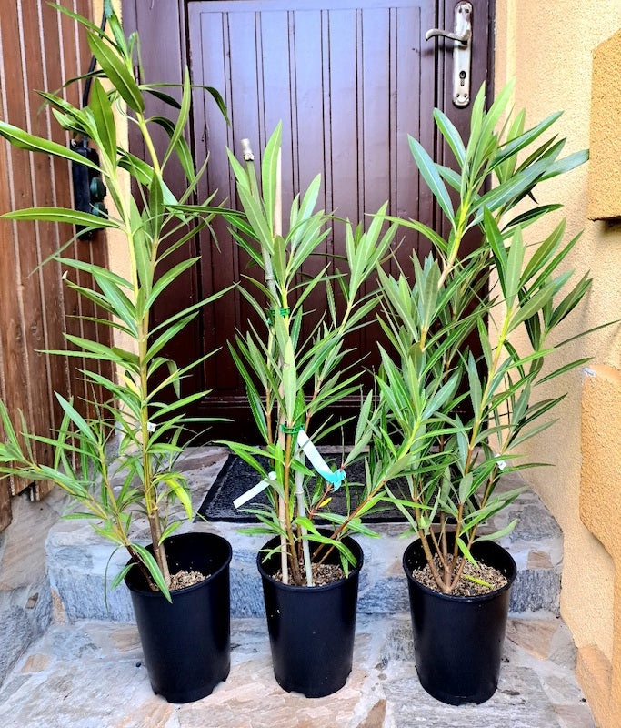 Oleander Claudia 70 + cm (Gesamthöhe inkl. Topf) 4-6 Lt. Topf - Originalfoto