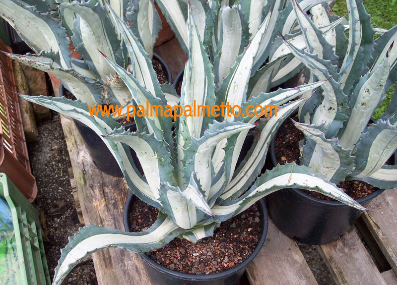 Agave americana var. medio picta alba / 15-20 cm ∅