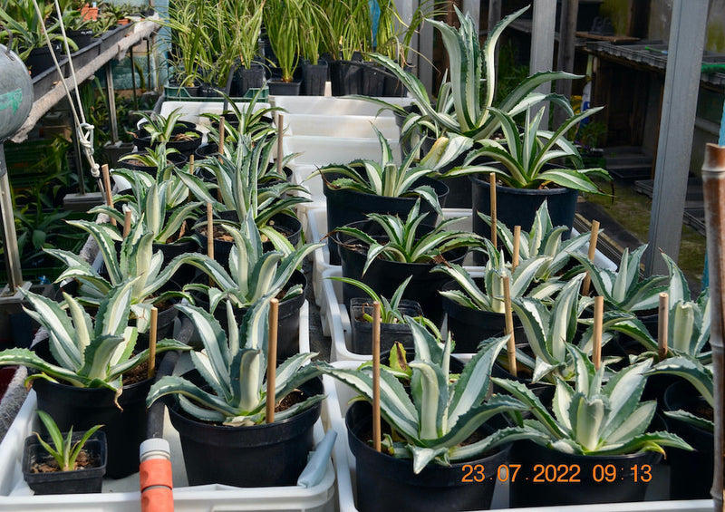 Agave americana var. medio picta alba / 15-20 cm ∅ (Kopie)