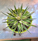 Agave filifera varigata / 10-20 Ø -originalfoto