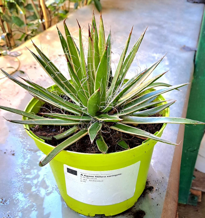 Agave filifera varigata / 10-20 Ø -originalfoto