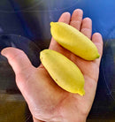 Australische Fingerlimette "Microcitrus australasica" 110-150 cm (Gesamthöhe inkl. Topf) 5-7 Lt. Topf