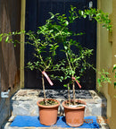 Australische Fingerlimette "Microcitrus australasica" 110-150 cm (Gesamthöhe inkl. Topf) 5-7 Lt. Topf