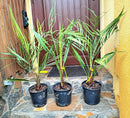 2 STÜCK Butia capitata 70-100 cm / 3-5 Lt. Topf - Originalfoto