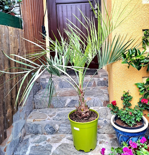 Butia capitata 120-140 cm / Topf 15-18 cm (Gesamthöhe inkl. Topf) STAMM - Originalfoto
