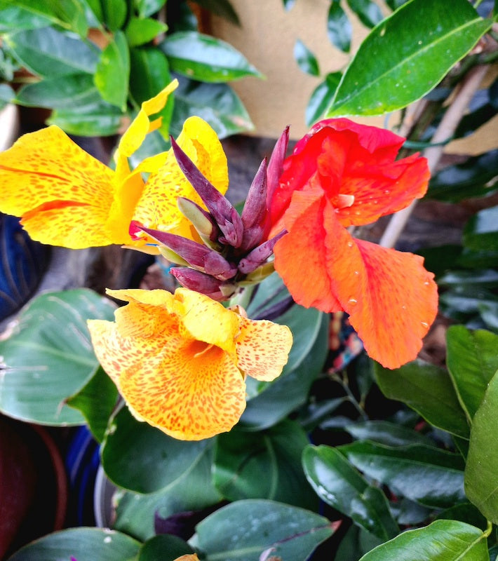 Canna cleopatra / Ägyptische Königin cleopatra 40-70cm (Gesamthöhe inkl. Topf)
