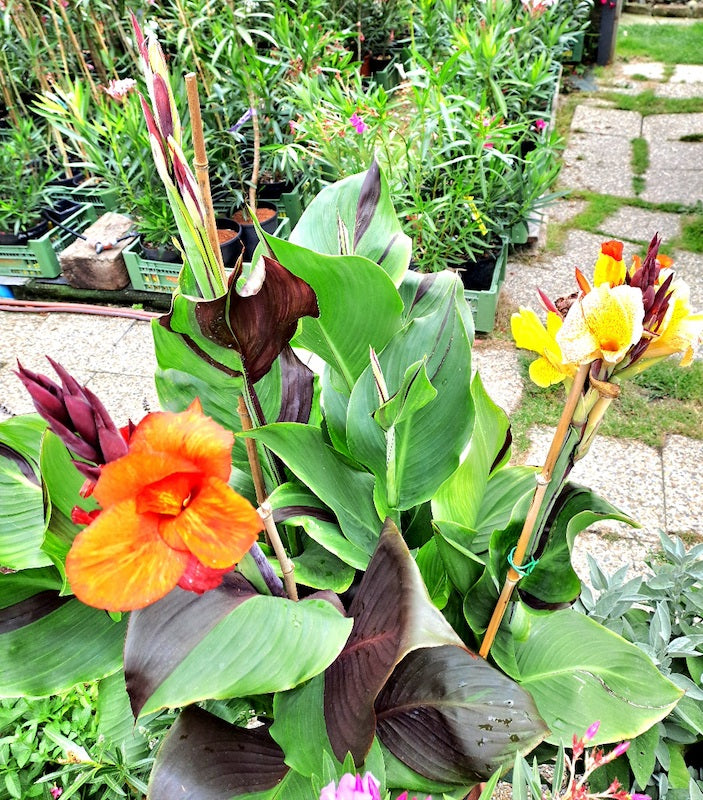 Canna cleopatra / Ägyptische Königin cleopatra 40-70cm (Gesamthöhe inkl. Topf)