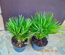 Chamaerops humilis "Vulcano" 40-50 cm (Gesamthöhe inkl. Topf)  3-5 Lt. Topf