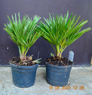 Chamaerops humilis "Vulcano" 40-50 cm (Gesamthöhe inkl. Topf)  3-5 Lt. Topf