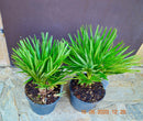 Chamaerops humilis "Vulcano" 50-80 cm (Gesamthöhe inkl. Topf)  3-5 Lt. Topf
