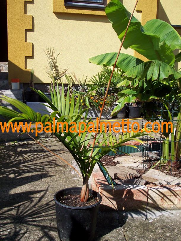 Chamaedorea radicalis "Bergpalme" 50-80 cm (Gesamthöhe inkl. Topf)