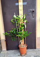Keraji Mandarin (Citrus reticulata) / ↨ +/- 100 cm 5-6 Lt.Topf - STAMM (Orginalfoto)------