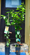 Citrus Limonero 140-170 cm (Gesamthöhe inkl. Topf) 3-5 Lt. Topf