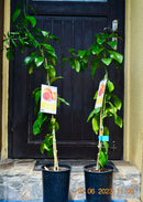 Citrus Paradisi (Pomelo, Grapefruit)) 130-160 cm (Gesamthöhe inkl. Topf) 5-7 Lt. Topf