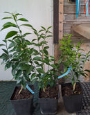 Citrus Thomasville (Thomasville Citrangequat USA) / ↨ +/- 70 cm / 5-7 Lt.Topf (Originalfoto)+++