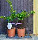 Satsuma-Mandarine "Citrus unshiu" 70-100 cm (Gesamthöhe inkl. Topf) 5-7 Lt. Topf