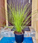 Dasylirion longissimum / 80-110 cm (Gesamthöhe inkl. Topf)