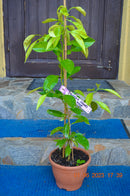 Citrus aurantium Fasciata (Deutsche Landsknechtshose) 70-100 cm (Gesamthöhe inkl. Topf) 3-4 Lt. Topf