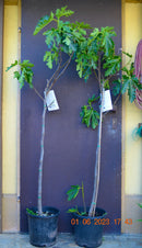 Ficus carica "Ice Crystal" 160-180 cm (Gesamthöhe inkl. Topf) 10-12 Lt.Topf-mit Stamm