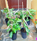 Ficus carica "Negronne" 40-60 cm (Gesamthöhe inkl. Topf) 4-6 Lt. Topf -Originalfoto