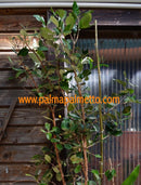 Feijoa sellowiana "Triumph" 90-120 cm (Gesamthöhe inkl. Topf) 4-6 Lt. Topf