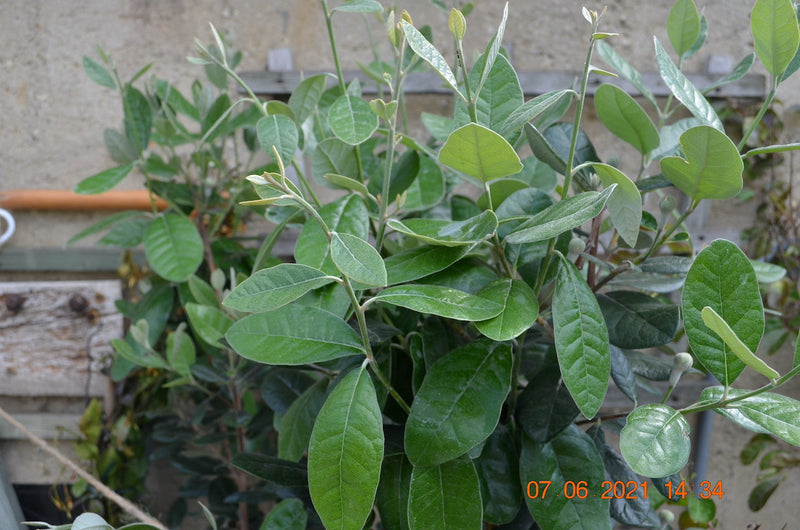 Feijoa sellowiana "Apollo" 90-110 cm / 4-6 Lt.Topf