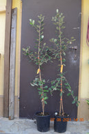 Feijoa sellowiana "Apollo" 90-110 cm (Gesamthöhe inkl. Topf) 4-6 Lt.Topf