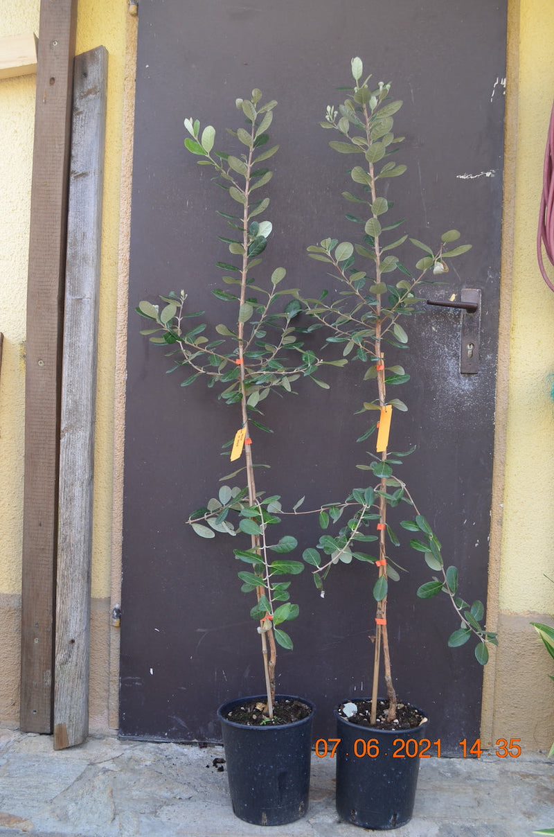 Feijoa sellowiana "Apollo" 90-110 cm / 4-6 Lt.Topf