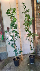 Ginkgo biloba 150-170 cm / 3-5 Lt. Topf- Originalfoto