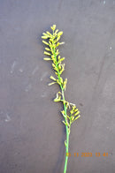 Gelbe Yucca (Hesperaloe Yellow flower) 60-80 cm (Gesamthöhe inkl. Topf)  kräftig  / 4-6 Lt. Topf