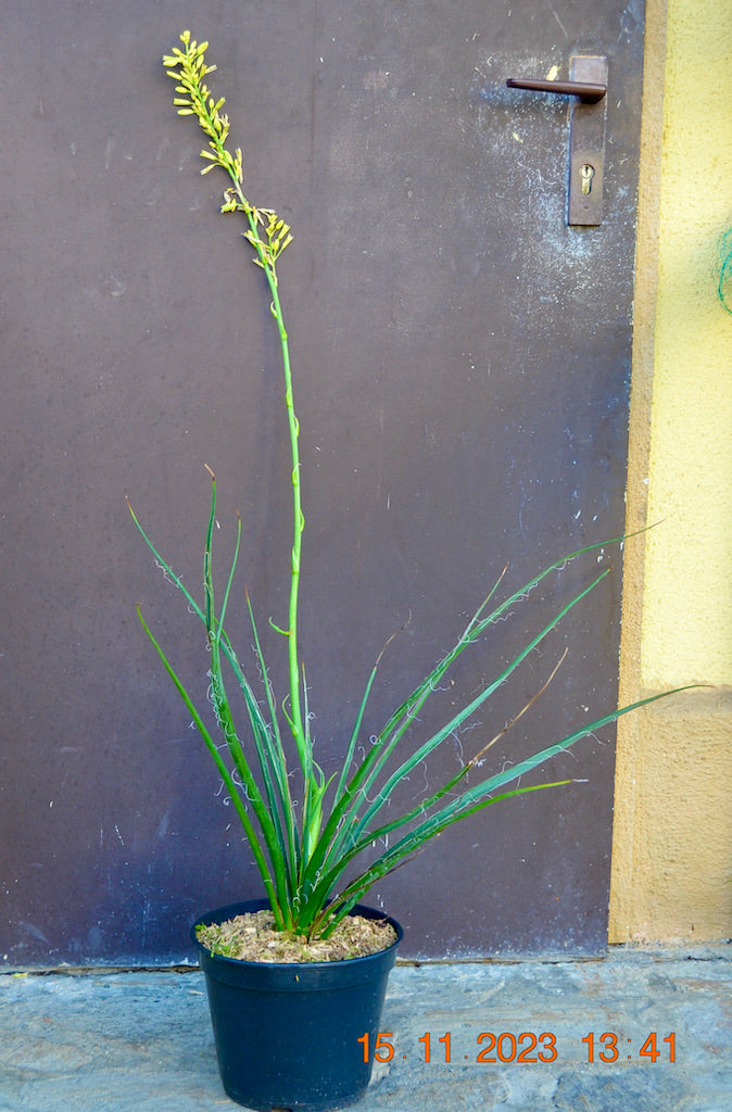 Gelbe Yucca (Hesperaloe Yellow flower) 60-80 cm - kräftig  / 4-6 Lt. Topf