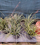 Hesperaloe parviflora- rubra 60-80 cm (Gesamthöhe inkl. Topf)  9-11 Lt. Topf-Originalfoto