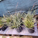 Hesperaloe parviflora- rubra 60-80 cm (Gesamthöhe inkl. Topf)  9-11 Lt. Topf-Originalfoto