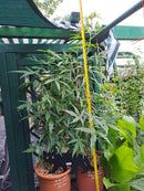 Amerecanisch Hibiscus coccineus "Alba" 7-9 Lt. Topf / 6 -8 Jahre alt