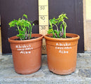FRÜHLINGSANGEBO : 2 Stück Hibiscus coccineus "Alba" (Neuaustrieb)  / 7-9 Lt. Topf (Beispielfoto) 6 -8 Jahre alt