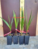 ANGEBOT: 3 Stück Jubaea chilensis / 6-8 Blätter (Orginalfoto)++++ (Qualität)++++
