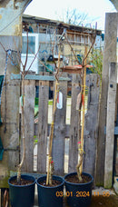 Kaki Baum "Fuyu" 100-140 cm (Gesamthöhe inkl. Topf) 7-9 Lt. Topf, veredelt mit Stamm