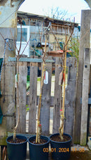 Kaki Baum "Cioccolatino" 150-180 cm (Gesamthöhe inkl. Topf) veredelt mit Stamm / im 10-12 Lt. Topf