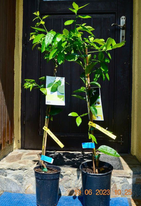 LIMA Limette 100-130 cm (Gesamthöhe inkl. Topf) 3-5 Lt. Topf