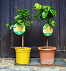 Kaiserzitrone "Lipo" 60-80 cm (Gesamthöhe inkl. Topf) 5-7 Lt. Topf mit Stamm