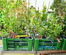 Lonicera periclymenum "Geißblatt" ↨ +/- 130 cm (Beispielfoto 2-3 Lt. Topf------