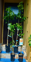 Citrus Mandarino (Clementino) 120-150 cm (Gesamthöhe inkl. Topf) 3-5 Lt. Topf