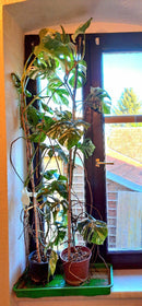 Monstera Deliciosa Albo variegata - panaschiertes Fensterblatt / 150-180cm (Gesamthöhe inkl. Topf)