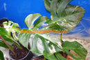 Monstera Deliciosa Albo variegata - panaschiertes Fensterblatt / 50-80cm (Gesamthöhe inkl. Topf)