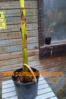 2 STÜCK Musa basjoo - 120- 150 cm Verkauf NUR Stamm / im 10-12 Lt.Topf