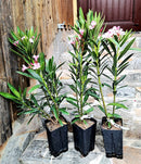 Oleander Atlas 70+ cm (Gesamthöhe inkl. Topf) 3-5 Lt. Topf - Originalfoto